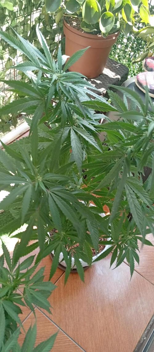 ChocotangieXCelestialGas. Week 12