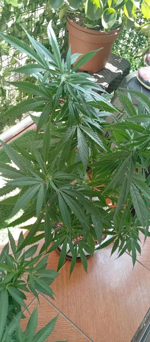 ChocotangieXCelestialGas. Week 12