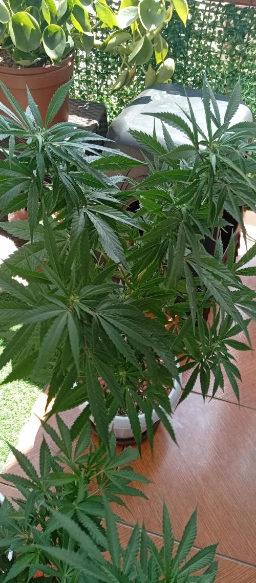 ChocotangieXCelestialGas. Week 12