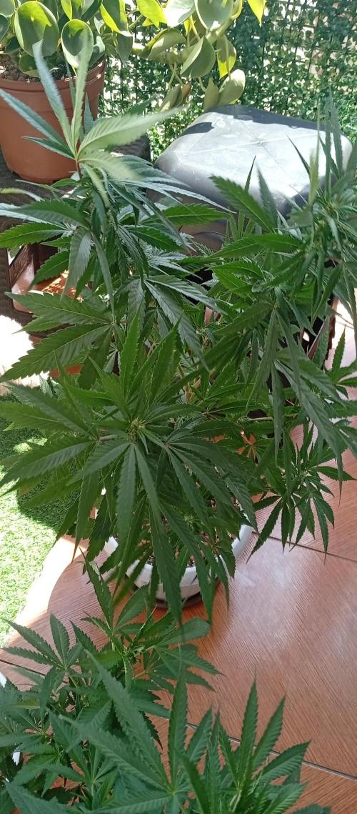 ChocotangieXCelestialGas. Week 12