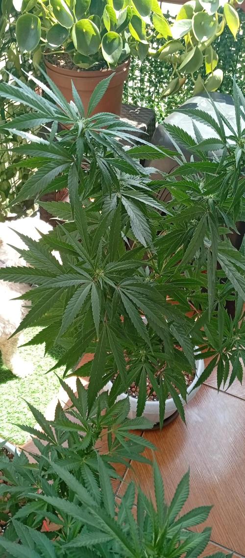 ChocotangieXCelestialGas. Week 12