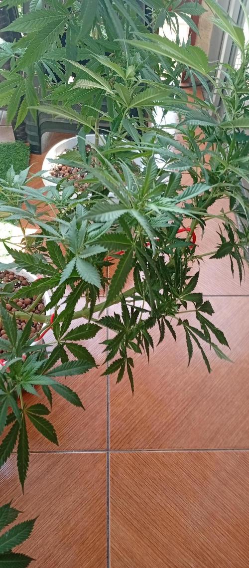 ChocotangieXCelestialGas. Week 12