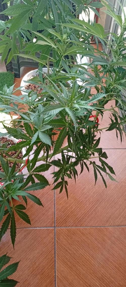 ChocotangieXCelestialGas. Week 12