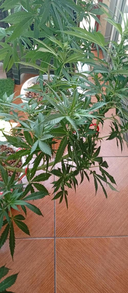 ChocotangieXCelestialGas. Week 12