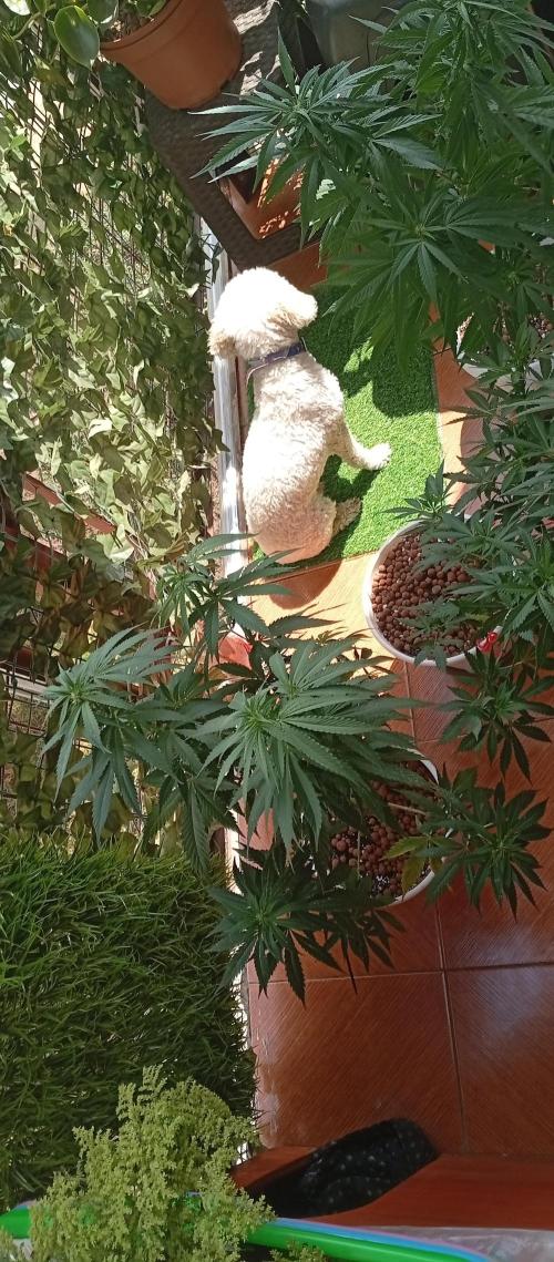 ChocotangieXCelestialGas. Week 12