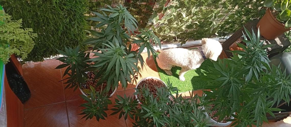 ChocotangieXCelestialGas. Week 12