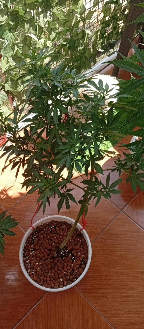 ChocotangieXCelestialGas. Week 12