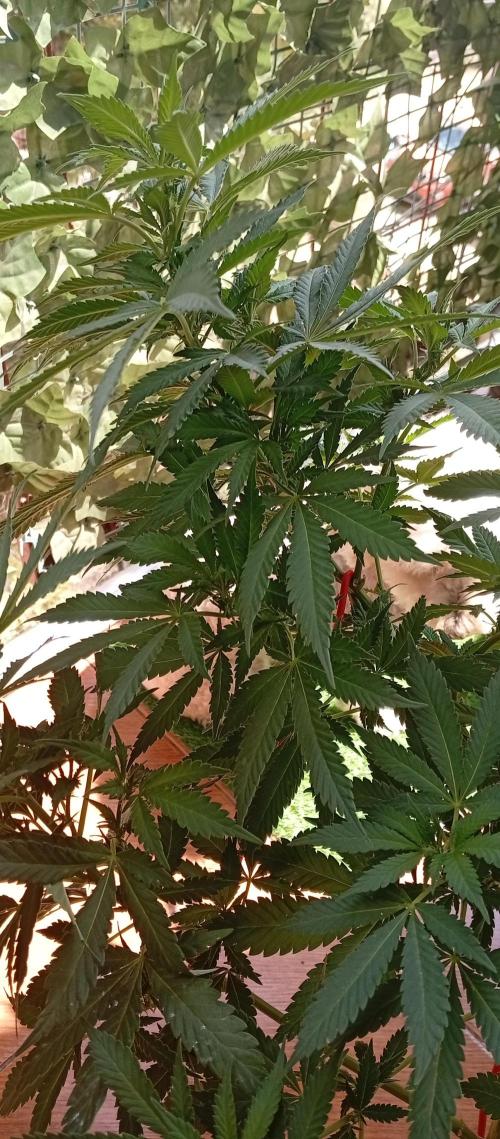 ChocotangieXCelestialGas. Week 12