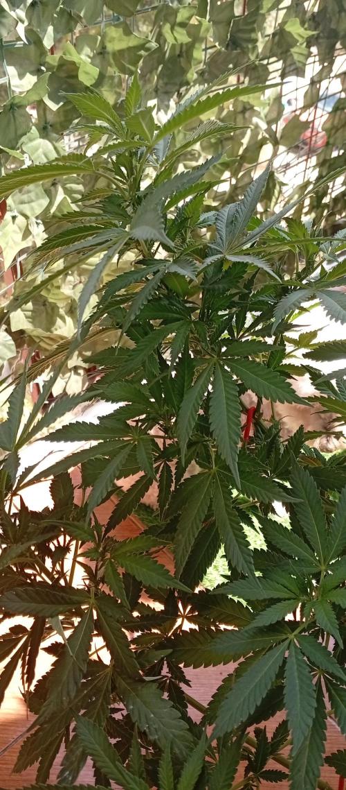 ChocotangieXCelestialGas. Week 12