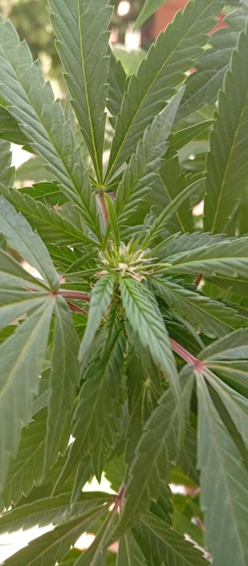 ChocotangieXCelestialGas. Week 12