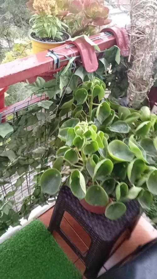 ChocotangieXCelestialGas