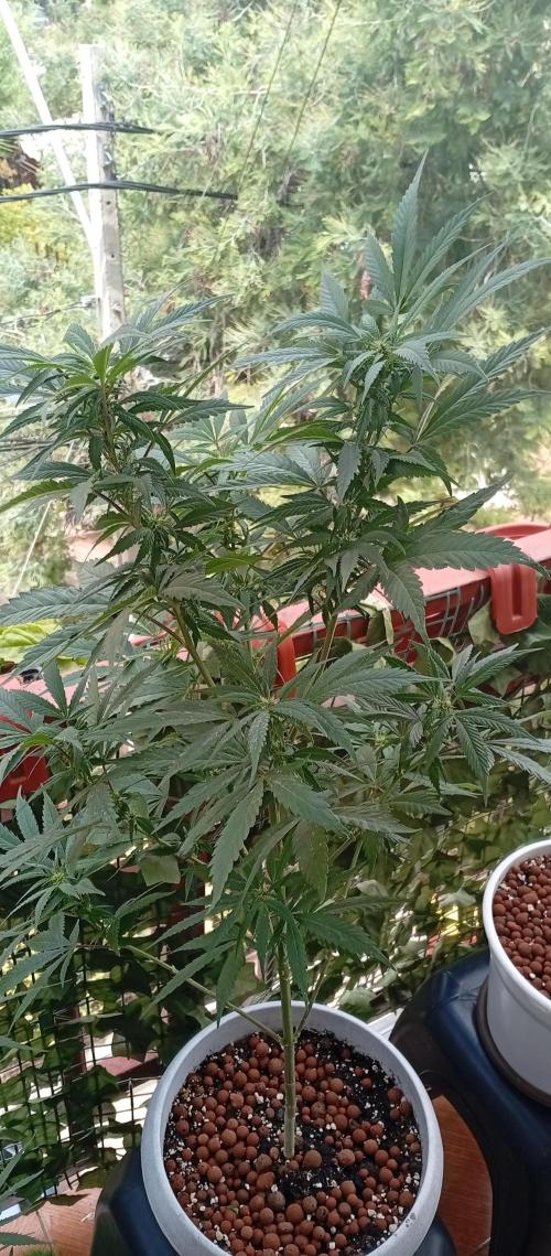 GMOxPakistanxMimosa. Week 13