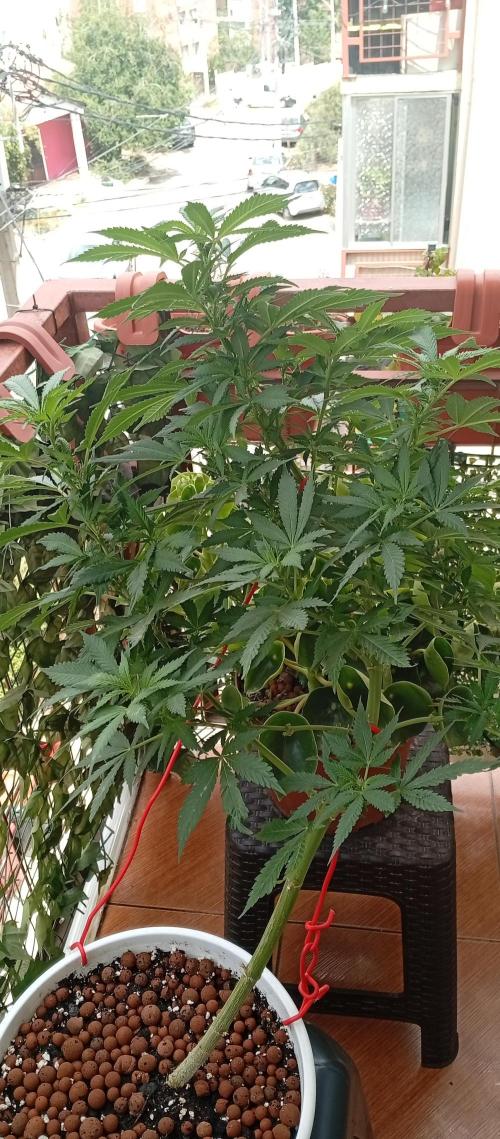 GMOxPakistanxMimosa. Week 13