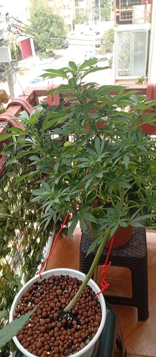 GMOxPakistanxMimosa. Week 13