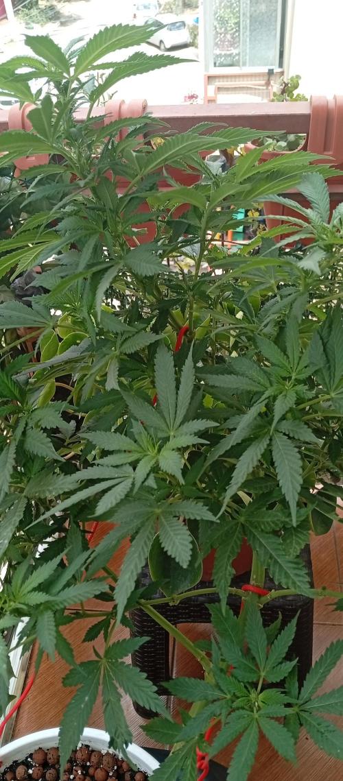 GMOxPakistanxMimosa. Week 13