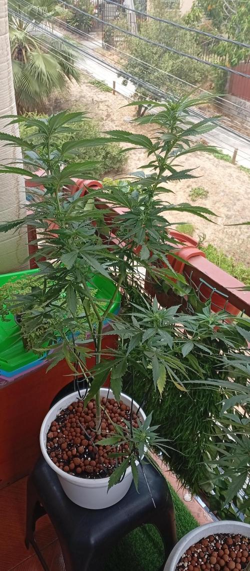 GMOxPakistanxMimosa. Week 13