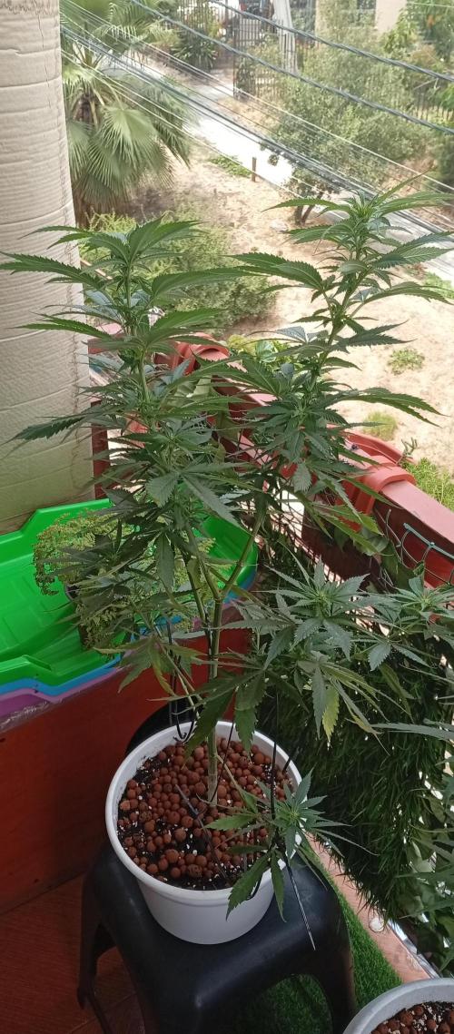 GMOxPakistanxMimosa. Week 13