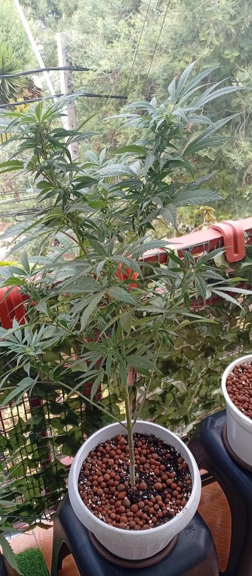 GMOxPakistanxMimosa. Week 13