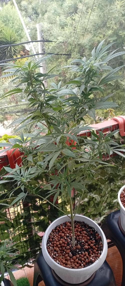 GMOxPakistanxMimosa. Week 13