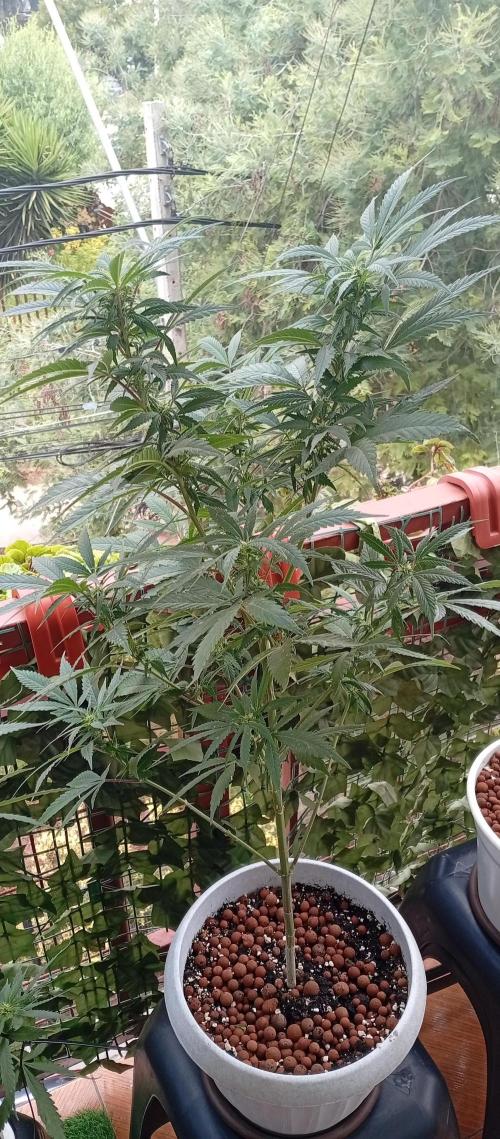 GMOxPakistanxMimosa. Week 13