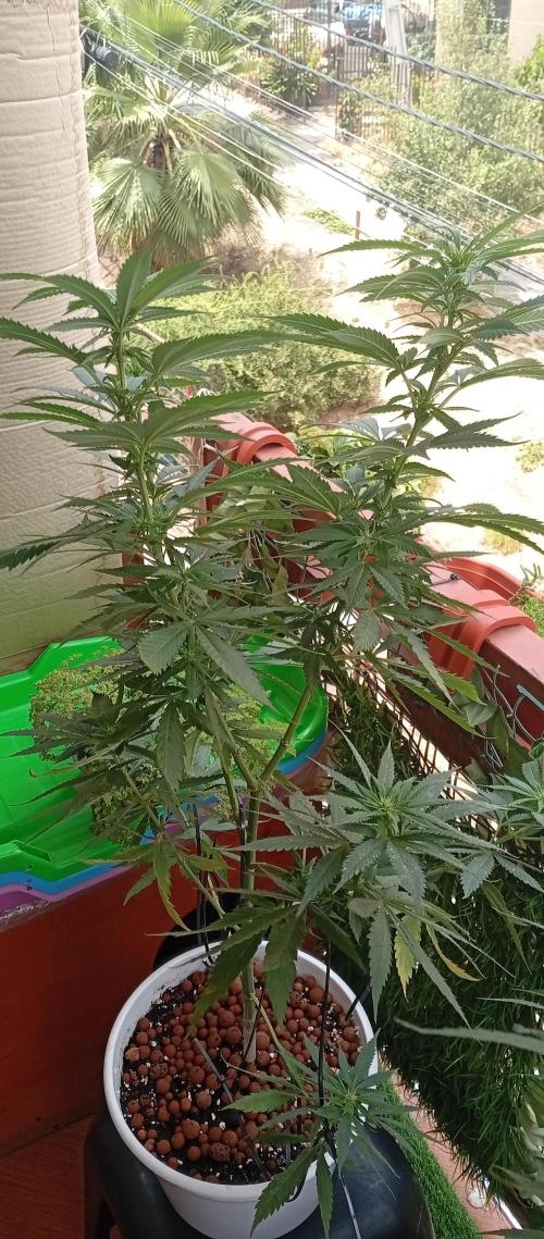 ChocotangieXCelestialGas. Week 13