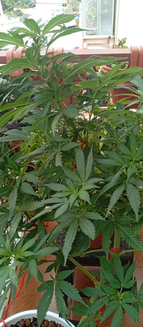 ChocotangieXCelestialGas. Week 13