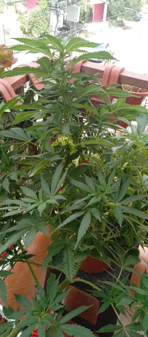 ChocotangieXCelestialGas. Week 13