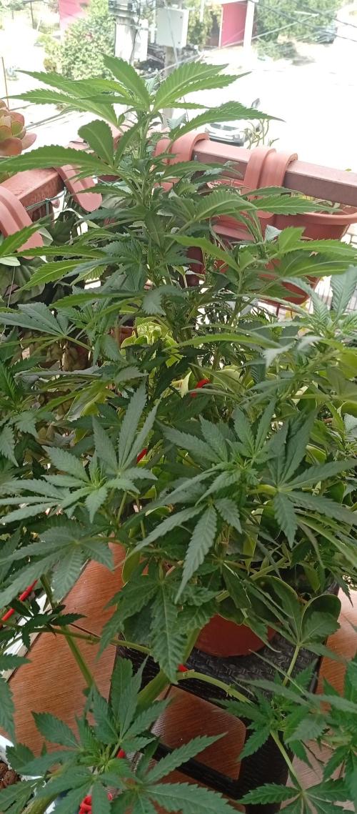 ChocotangieXCelestialGas. Week 13