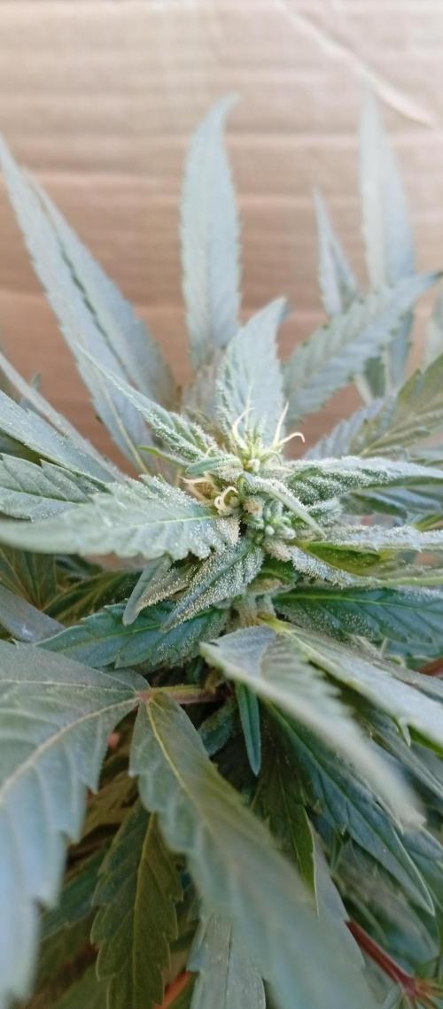 GMOxPakistanxMimosa. Week 14