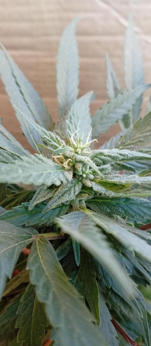 GMOxPakistanxMimosa. Week 14