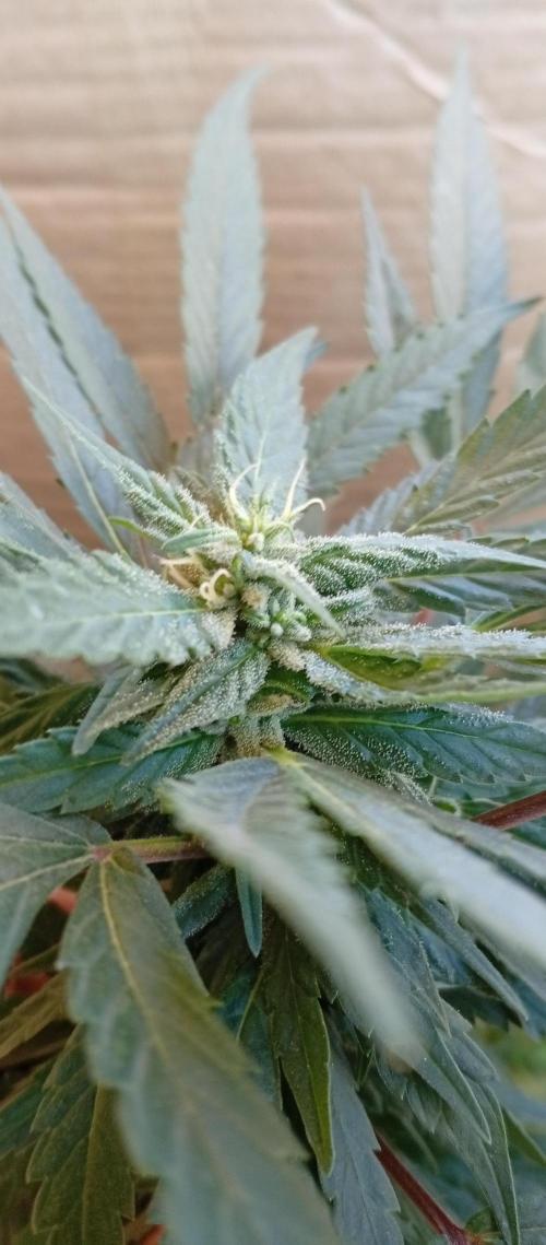 GMOxPakistanxMimosa. Week 14