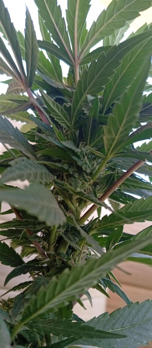 GMOxPakistanxMimosa. Week 14