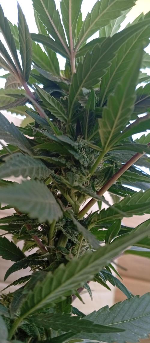 GMOxPakistanxMimosa. Week 14