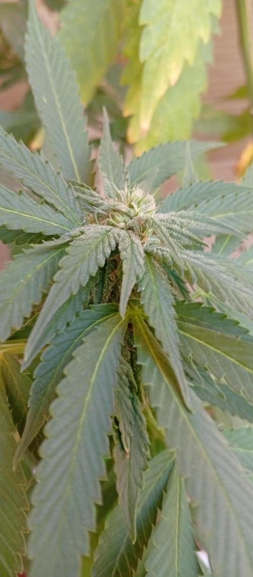 GMOxPakistanxMimosa. Week 14