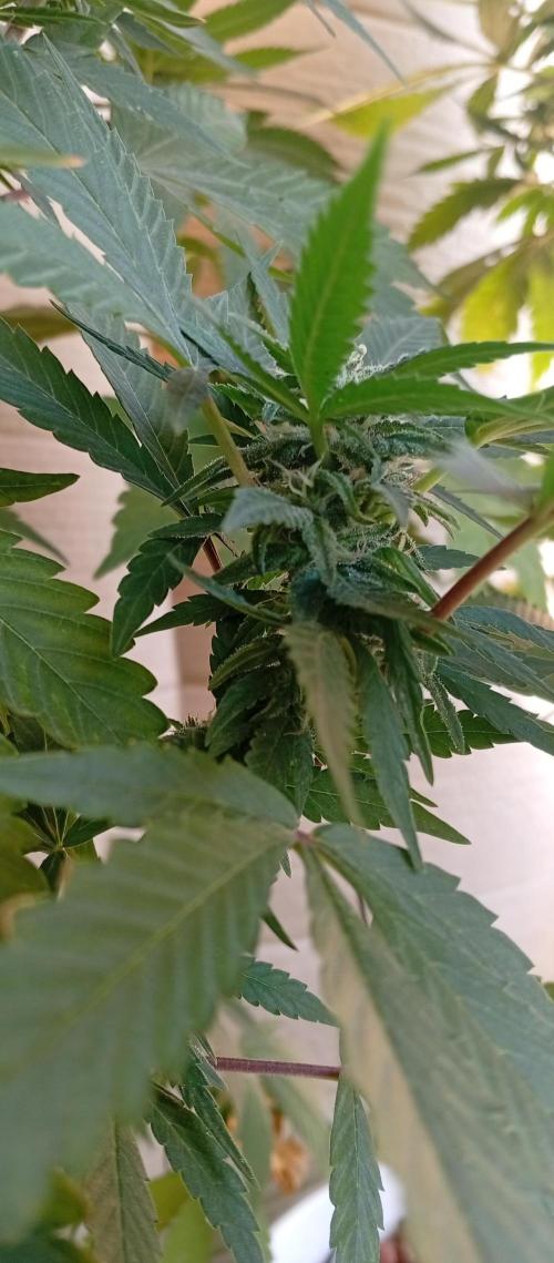 GMOxPakistanxMimosa. Week 14