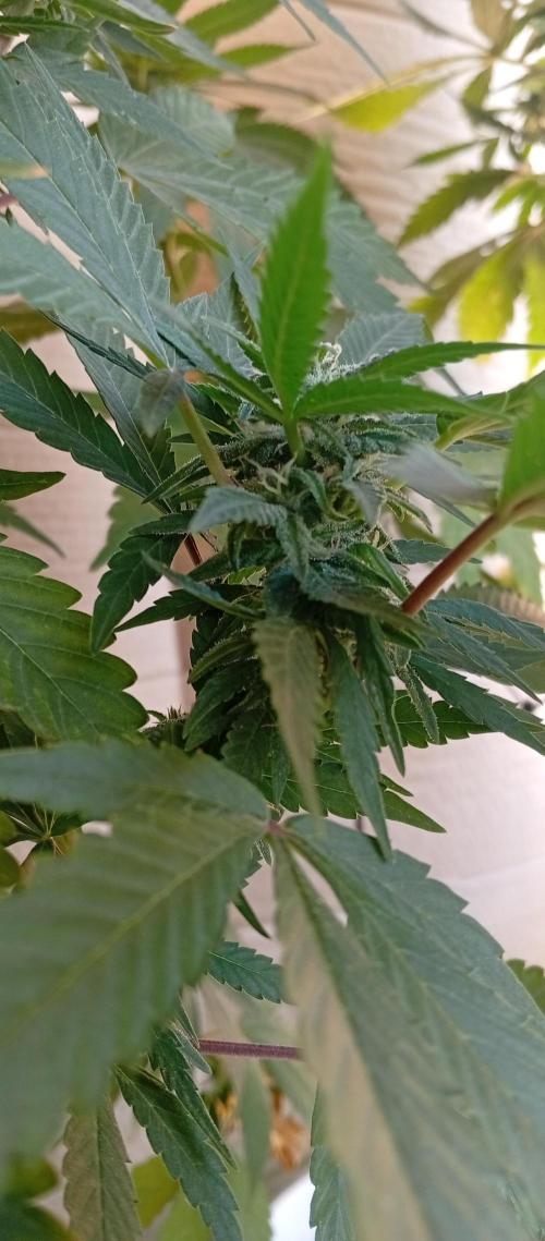 GMOxPakistanxMimosa. Week 14