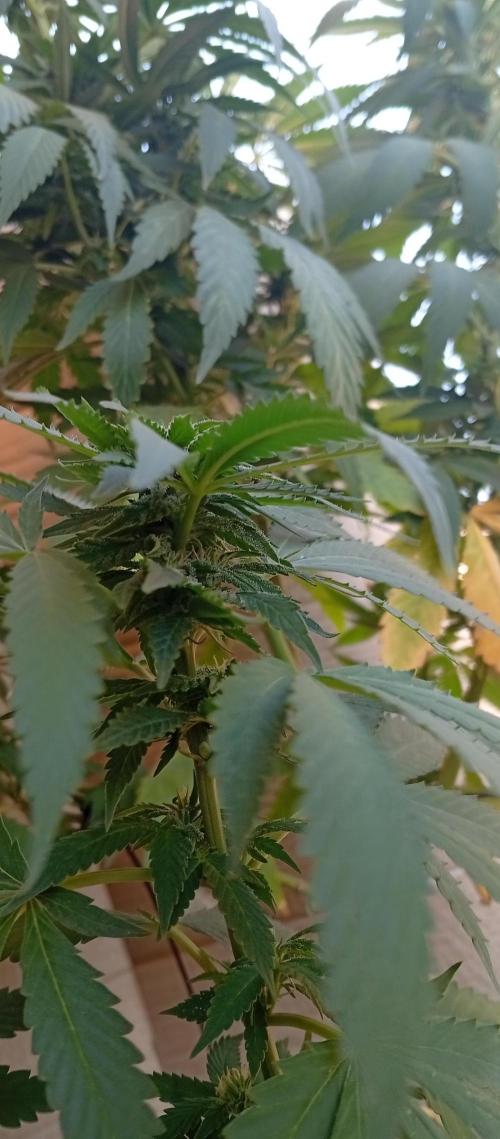 GMOxPakistanxMimosa. Week 14