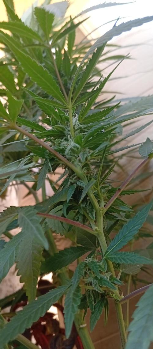 GMOxPakistanxMimosa. Week 14