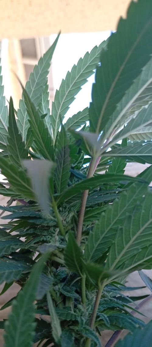 GMOxPakistanxMimosa. Week 14