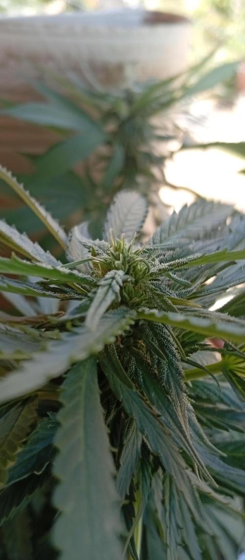 GMOxPakistanxMimosa. Week 14