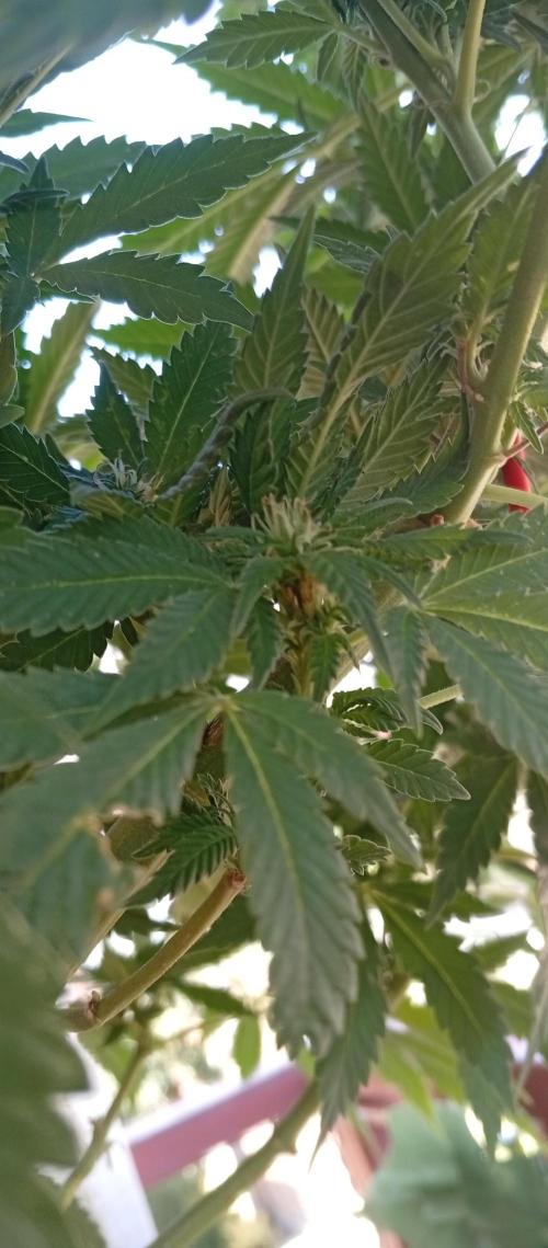 GMOxPakistanxMimosa. Week 14