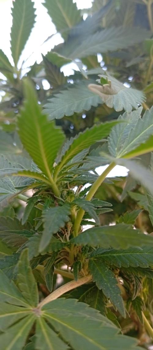GMOxPakistanxMimosa. Week 14
