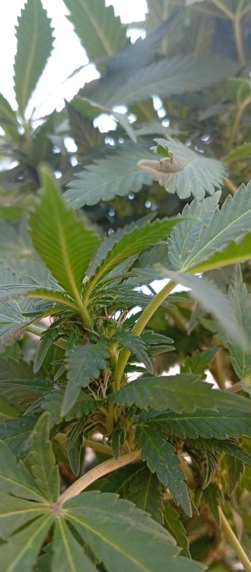 GMOxPakistanxMimosa. Week 14