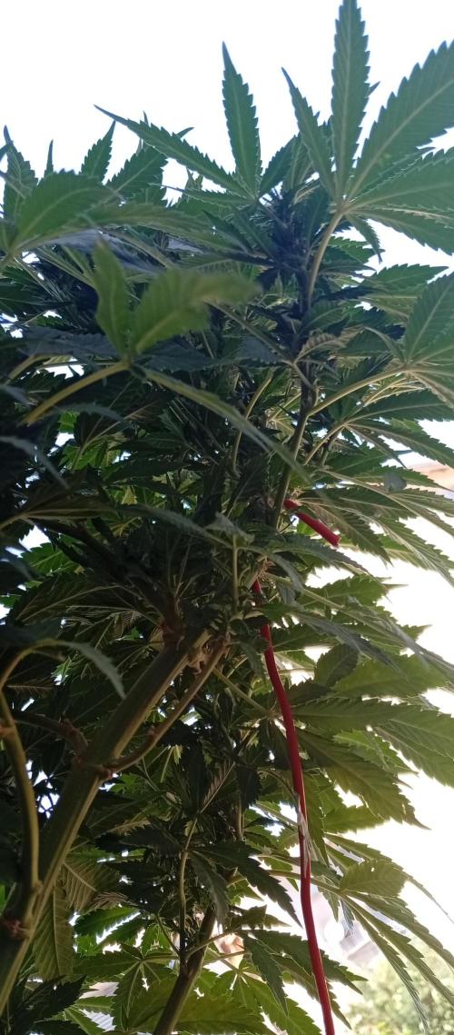 GMOxPakistanxMimosa. Week 14