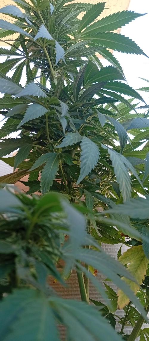GMOxPakistanxMimosa. Week 14
