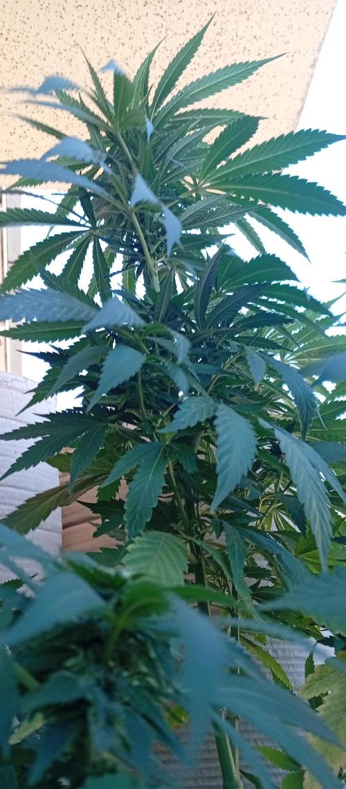 GMOxPakistanxMimosa. Week 14