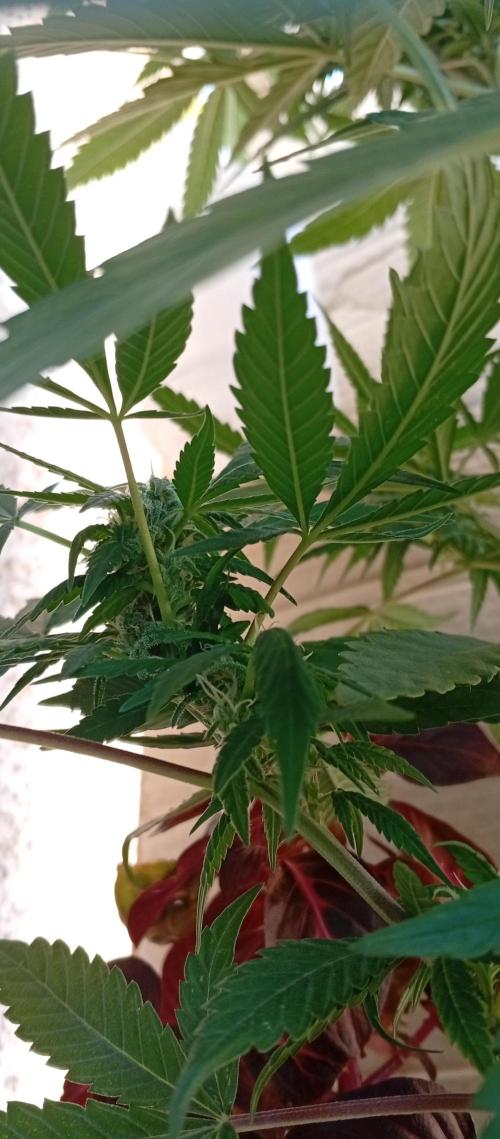 GMOxPakistanxMimosa. Week 14