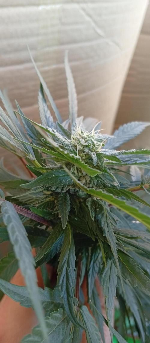 ChocotangieXCelestialGas. Week 14