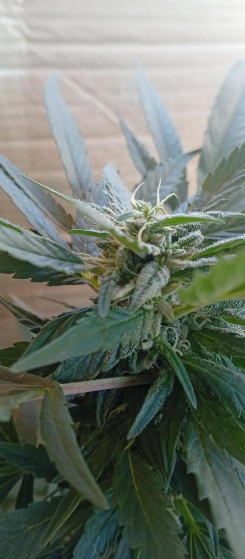 ChocotangieXCelestialGas. Week 14