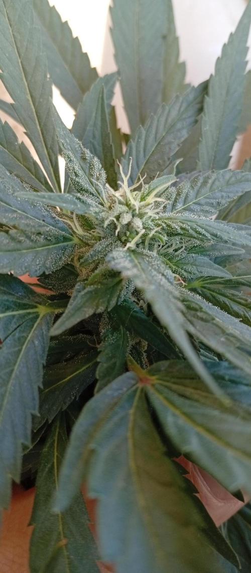 ChocotangieXCelestialGas. Week 14